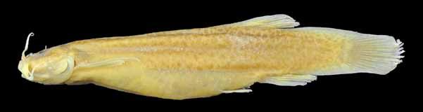 Peixes do baixo rio Iguaçu Trichomycterus taroba Wosiacki & Garavello, 2004 Candiru Corpo amarelado, mais claro na região ventral, pintas e manchas castanho-escuras irregulares distribuídas pelo