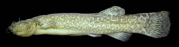 Trichomycterus sp. 1 Candiru G. Baumgartner, C. S. Pavanelli, D. Baumgartner, A.