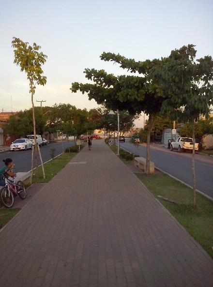 plants in the center (A), the side (B) in the sidewalk (C) on the median strip in Deputado Ulisses Guimarães Avenue in the Promorar neighborhood, Teresina - PI, 2014 Em grande parte da extensão do