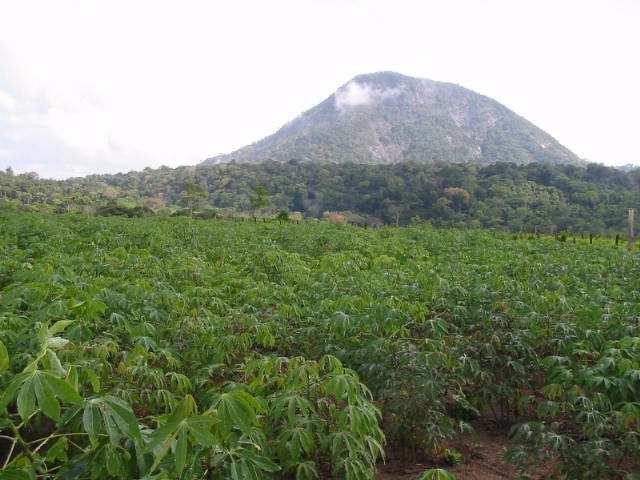 sementes, agroquímicos INTERAÇÕES SAÍDAS