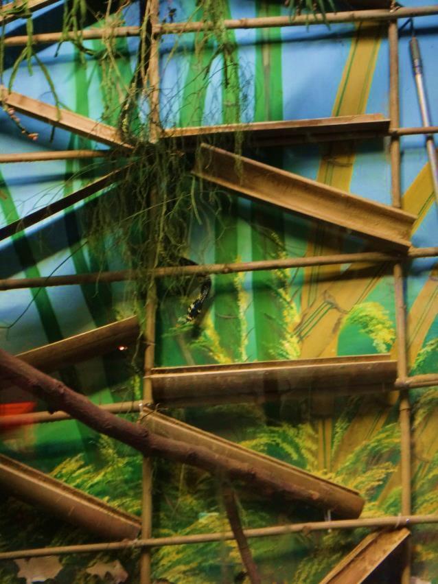 Fig. 40- Fêmea 1 descendo a estrutura de bambu