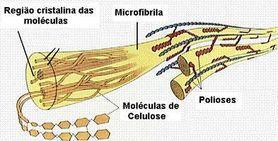 agregam na forma de microfibrilas na qual regiões ordenadas (cristalinas) se alternam com regiões menos ordenadas (amorfas).