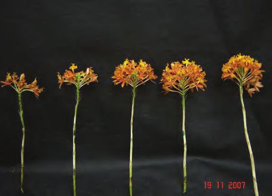 40 LONGEVIDADE DE INFLORESCÊNCIAS DE EPIDENDRUM IBAGUENSE KUNTH TRATADAS COM ÁCIDO AMINOOXIACÉTICO Figura 1. E. ibaguense tratadas com 0,0; 0,5; 1,0; 1,5 e 2,0 mm de AOA por meio de pulverização ( ) ou pulsing ( ).