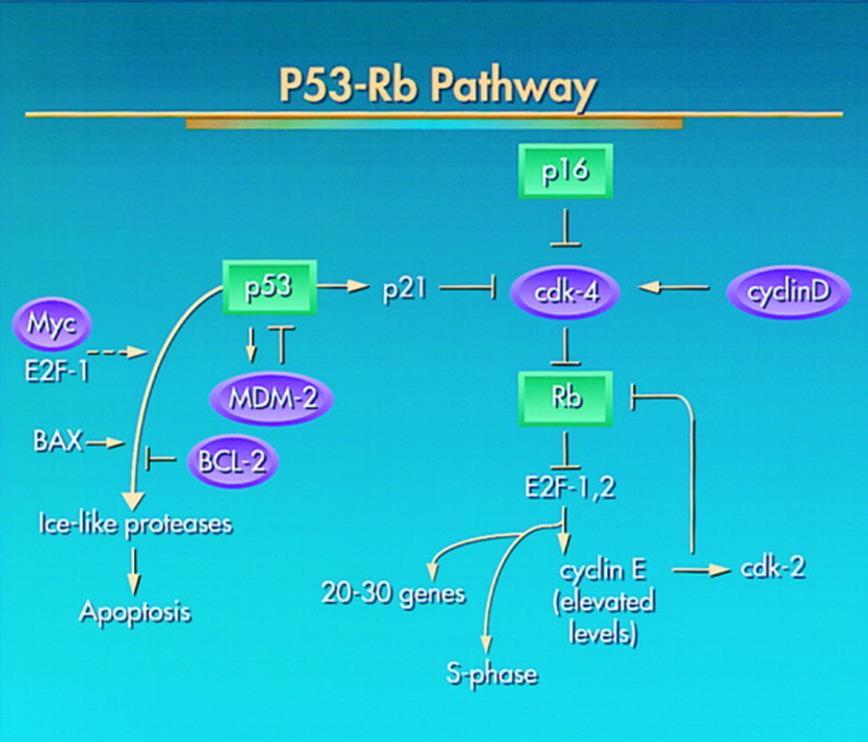 21 Figura 2.2 - A via p53-prb Fonte: Levine (1997) 2.5 Ameloblastoma Ameloblastomas são classificados em solído/multicístico, extraósseo, desmoplástico e unicístico (Barnes et al., 2005).