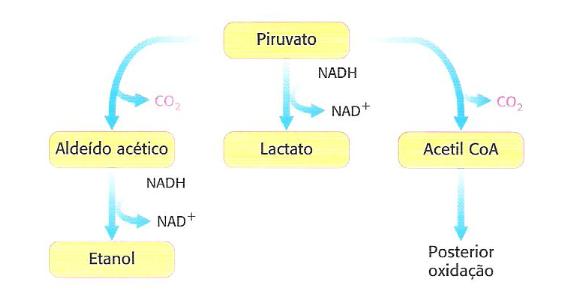Em condições anaeróbias e em alguns microrganismos, o NAD+ é regenerado pela redução do piruvato a lactato, ou pela redução do piruvato a etanol (Stryer et al., 27).