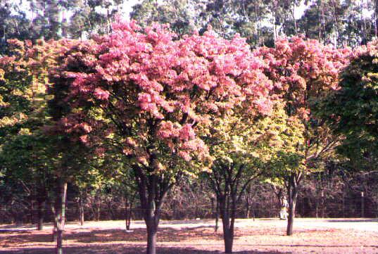 C 16 28 2 The first Brazilian prostaglandins Carpotroche brasiliensis, Endl Flacourtiácea cea btained from Sapucainha oil