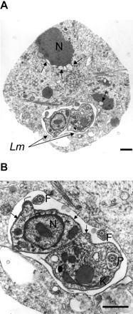 Papel do neutrófilo na infecção Cutting edge: neutrophil granulocyte serves as a vector for Leishmania entry into