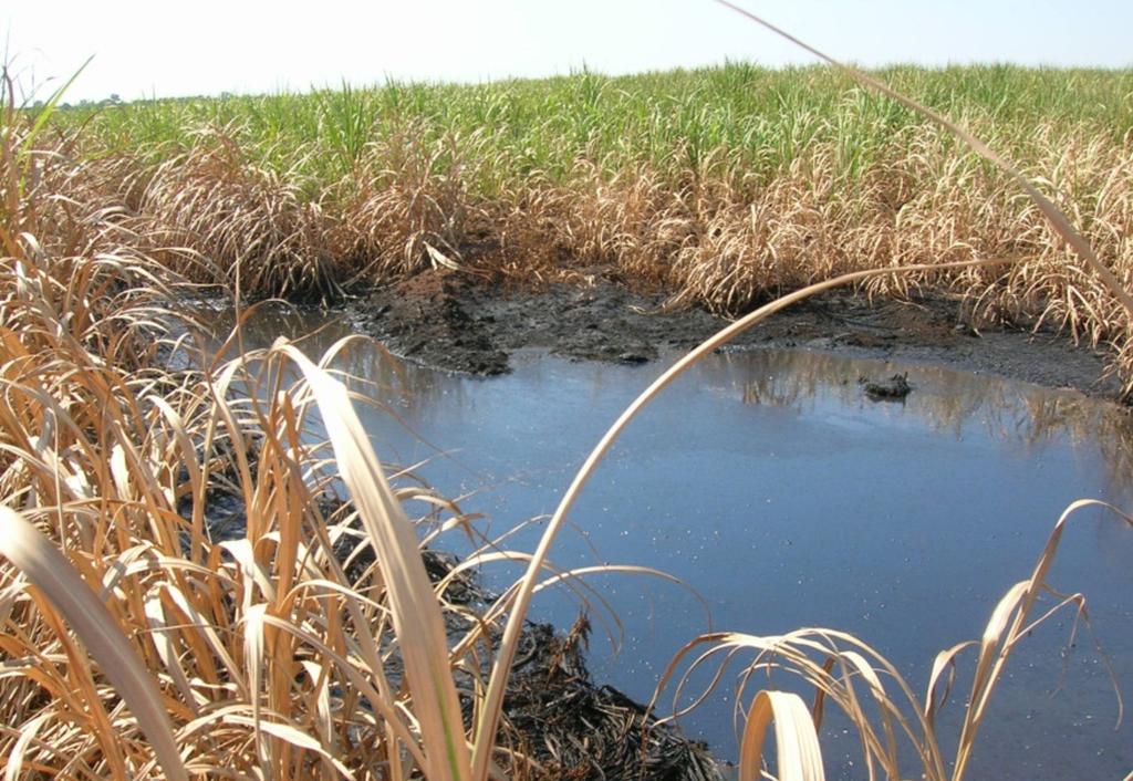 Avaliação de surtos e medidas de controle ambiental de Stomoxys calcitrans (Diptera:Muscidae) na Região Sudeste do Brasil Figura 2.