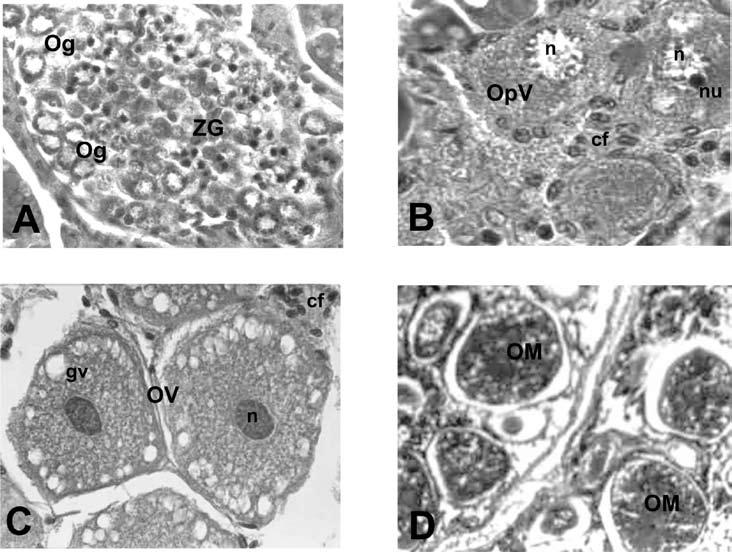 Figura 2 - Fotomicrografias em secções longitudinais dos estágios das células germinativas em desenvolvimento no ovário de Ucides cordatus.