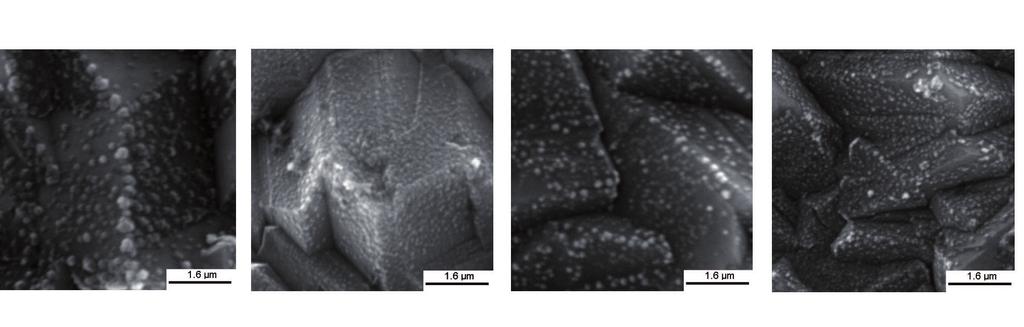 Estudo da fotoeletrodeposição de partículas de cobre sobre filmes de diamante... (a) (b) (c) (d) Figura 4.