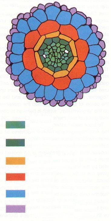 cilindro vascular periciclo