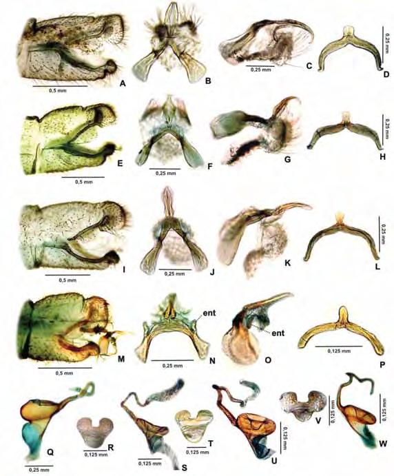 119 Figura 3. Fotomicrografias da genitália de Chrysoperla. A D, Q R. Chrysoperla asoralis. A. Terminália do macho; B C. Genitália do macho vista dorsal e lateral; D. Tignun; Q. Espermateca; R.