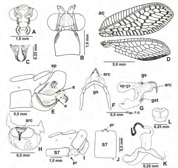 138 Figura 5. Chrysopodes (Chrysopodes) limbata (Navás). A. Cabeça, vista frontal; B. Cabeça e pronoto, vista dorsal; C. Mandíbulas; D. Asas; E. Terminália do macho, vista lateral; F.