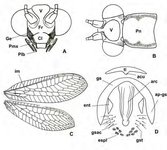 18 Figura 6. Cabeça, pronoto, asas e genitalia do macho de Chrysoperla. A. Cabeça, vista frontal; B. Cabeça e pronoto, vista dorsal; C. Asas; D, genitália do macho, vista frontal.