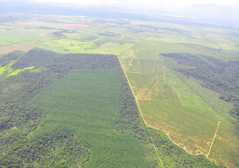 2 SUMÁRIO EXECUTIVO A Moratória da no bioma Amazônia foi renovada pela quarta vez em julho de 2010 e manteve o compromisso das indústrias e exportadores associados à ABIOVE e à ANEC de não adquirirem
