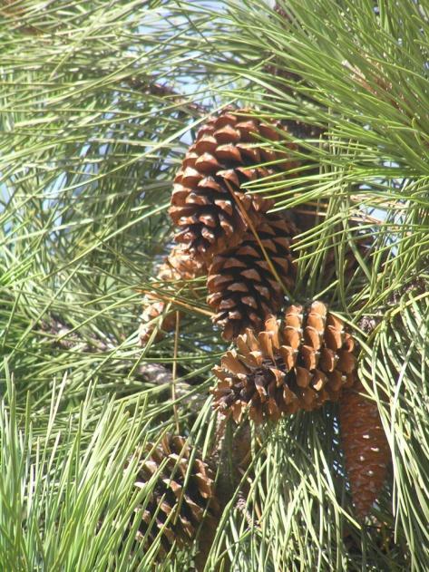 >Povoamento de pinheiros bravos existentes Espaço Municipal Nome Especifico: Pinus Pinaster Ait.