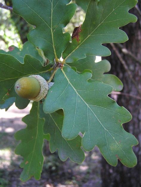 >Replantação de Carvalhos Espaço Municipal Nome Especifico: Quercus robur L.