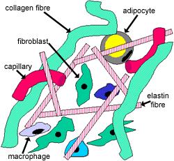 Matrix Pode ser fluida, gelatinosa, fibrosa ou calcificada É secretada pelas próprias células e depositada nos espaços entre elas.