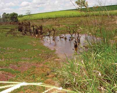 Dentre os solos muito erodíveis que ocorrem com frequência nas áreas de cultivo de algodão em Mato Grosso, destacam-se os solos arenosos, como o neossolo quartzarênico.