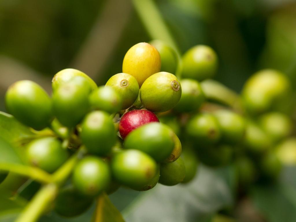 SEGURO AGRÍCOLA PROAGRO MAIS Cobertura das operações de custeio e do investimento associado - taxa: 2% PGPAF- Programa de Garantia de