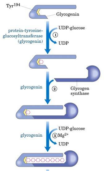 GLICOGENINA Enzima (dímero) possui um resíduo de tirosina onde se liga um resíduo de UDP glicose