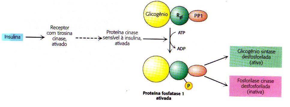 Insulina atina um receptor de tirosina quinase que, por sua vez ativa uma proteína quinase sensível à insulina.