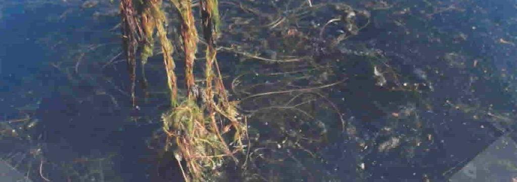 industriais (Biologia) Lago eutrofizado * O aporte excessivo de nutrientes provoca o crescimento descontrolado de algas - Geração de