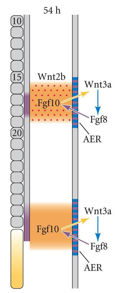 FGF10 é responsável pela indução da AER