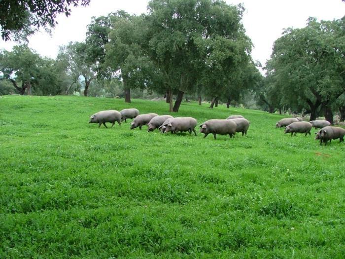 excelentes condições do Alentejo para a pecuária