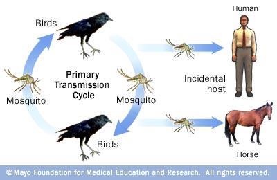 Ciclo de transmissão do