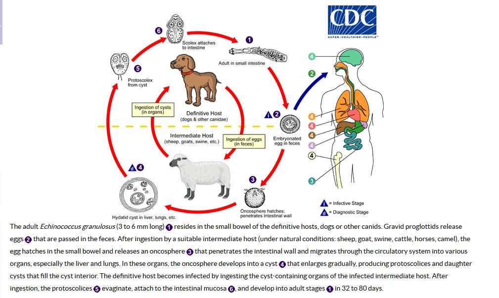 Ciclo de transmissão do Echinococcus granulosus 56