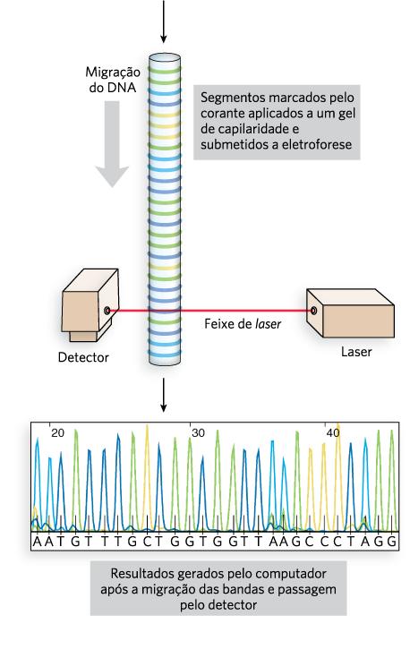 Automação do Sequenciamento pelo Método de Sanger ddntps fluorescentes (4