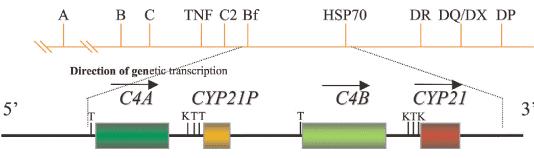 11 região III do MHC humano. FIGURA 04 REPRESENTAÇÃO ESQUEMÁTICA DO MHC DE CLASSE III ALBERTS et al.,2002 (www.ncbi.nlm.nih.gov/books). 3.