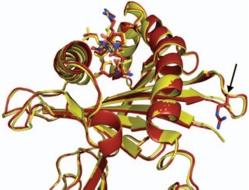 15 domínio citoplasmático (ISHITANI et al., 2006). Ainda, HLA-E pode ser encontrado também na forma solúvel (HLA-Es) (COUPEL et al., 2007).