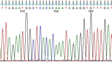 etiquetas de DNA para