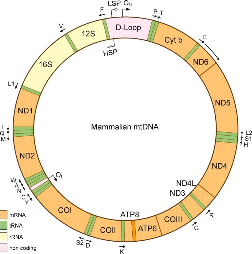 DNA Barcoding É possível identificar todas espécies vivas utilizando uma sequencia de DNA de 650 pb?