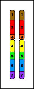 Marcadores de DNA Baseados em Hibridização RFLP (Restriction Fragment Length Polymorphism) Polimorfismos decorrem da criação ou eliminação de sítios de restrição devido a mutações gênicas