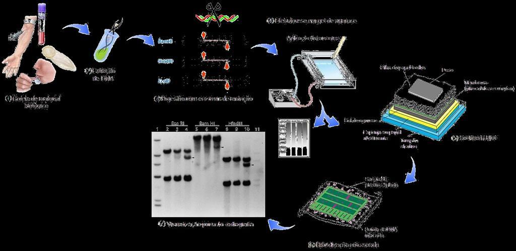 Marcadores de DNA Baseados em Hibridização RFLP