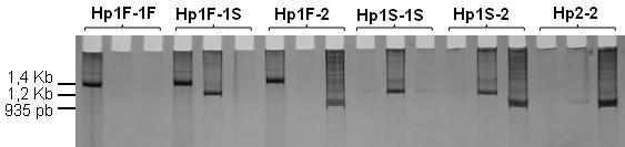 Marcadores de DNA Baseados em PCR PCR alelo específico Uso de primers ou iniciadores específicos para iniciar a síntese de um segmento de DNA alvo ARMS