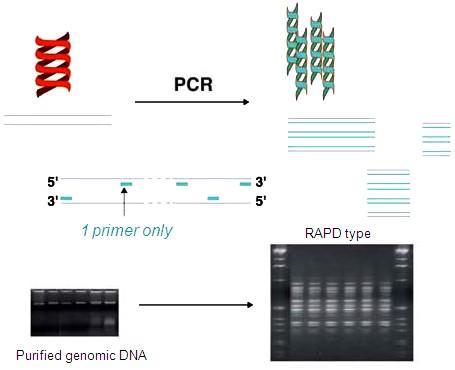 Marcadores de DNA Baseados em PCR Amplificação aleatória (RAPD ou AP-PCR) Utiliza um primer único primers curtos (10 bases) e de sequências arbitrárias sequências alvo desconhecida elimina a