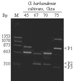 Marcadores de DNA Baseados em PCR Amplificação aleatória (RAPD ou AP-PCR) Marcador dominante não permite distinguir heterozigotos Figure 1. RAPD products from four G.
