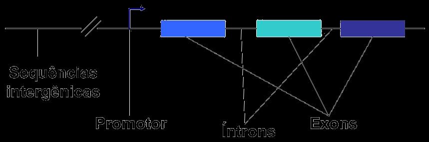 Marcadores de DNA Baseados em PCR SNP (Single Nucleotide Polymorphism)