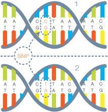 Marcadores de DNA Baseados em PCR SNP (Single Nucleotide Polymorphism) Em geral, natureza bi-alélica http://www.