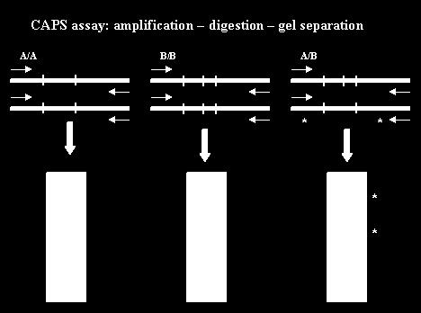 Marcadores STS CAPS (Cleaved Amplified Polymorphic Sequences ) PCR seguida de fragmentação fragmentos-alvos amplificados previamente por RAPD ou outros PCR fragmentos de DNA citoplasmático