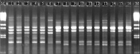 Marcadores STS ISSR (Inter-simple Sequence Repeats ) Polimorfismos STS encontrados entre as repetições de microssatélites Primers podem ser concebidos com base em repetições microssatélites terá como