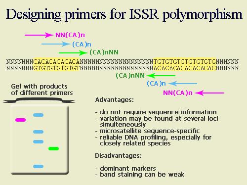 Marcadores STS ISSR (Inter-simple Sequence Repeats ) Repetições de di ou tri nucleotídeos marcadas com radioatividade e ancoradas com 2 a