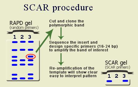 Marcadores STS SCAR (Sequence Characterized Amplified Regions) http://www.ncbi.nlm.nih.gov/projects/genome/probe/doc/techsts.