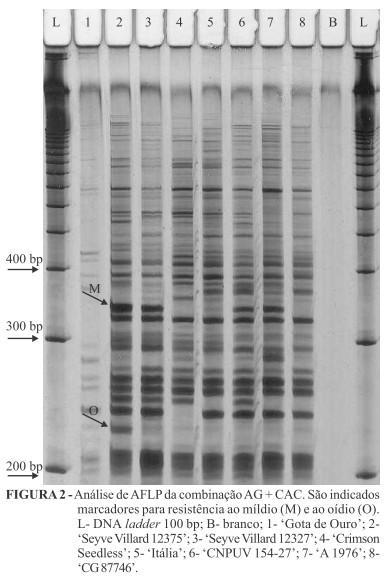 Marcadores de DNA Baseados em PCR AFLP (Amplified Fragment Length