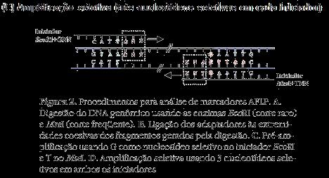 Marcadores de DNA Baseados em PCR AFLP - Técnica Marcação ( 33 P ou fluorocromo) Biotecnol. Ciên. Desenvolv.