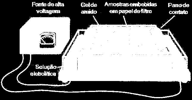 Marcadores Bioquímicos Gel de Amido